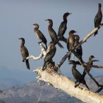 promatranje-ptica-hrvatska