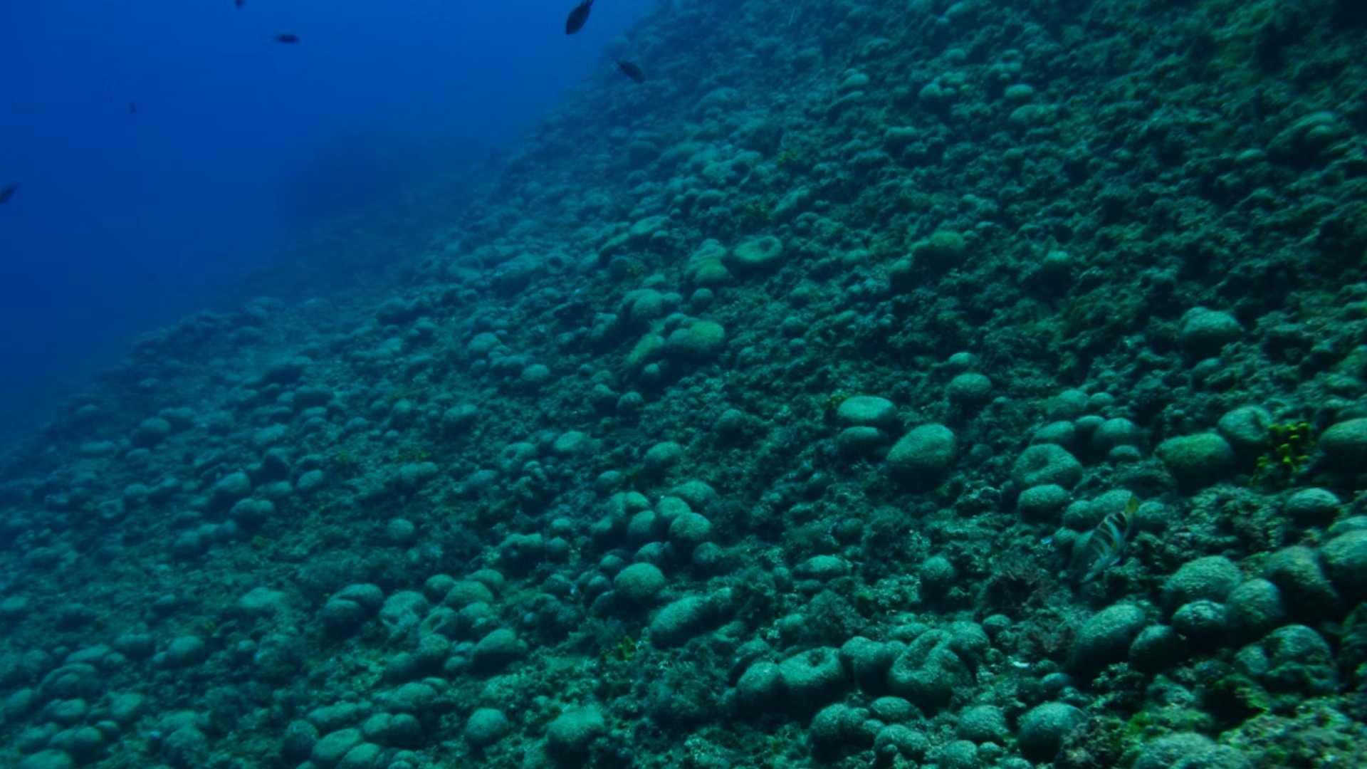 Ronjenje u Hrvatskoj: Najbolje lokacije, olupine i špilje Jadrana